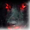shuck reports and other devil dogs