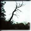 ghostly trees and haunted woods and forests