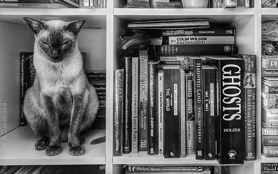 View Bibliography