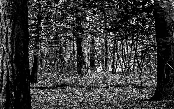 View Thetford records